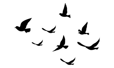 silhouette of flying seagulls on a white backgroundのイラスト素材