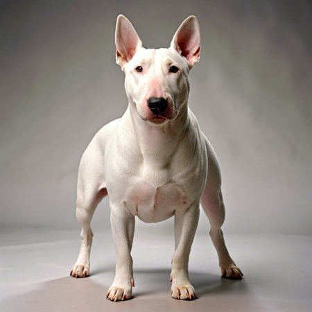 Bull Terrier puppy on a gray background. Studio photo of a dog.の素材