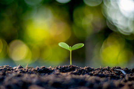 Small trees with green leaves, natural growth and sunlight, the concept of agriculture and sustainable plant growth.の写真素材
