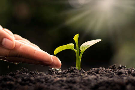 Farmers are watering small plants by hand with the concept of World Environment Day.の写真素材