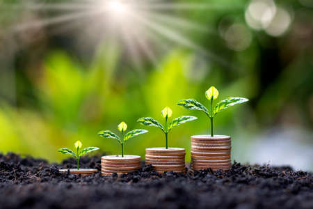 A young tree that sits on a pile of coins and grows on fertile soil.Ideas for saving money and starting a business.の写真素材