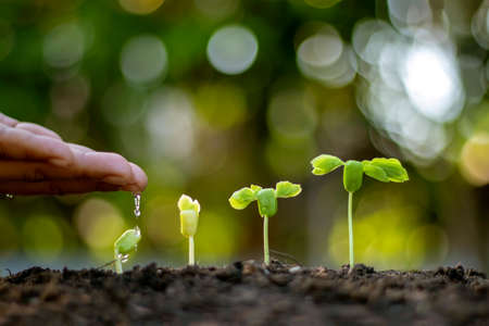 Trees that grow on fertile soils, crop ideas and investments for farmers.の写真素材