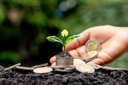 A tree growing on a pile of coins and a white light shining on the tree economic growth idea.の写真素材