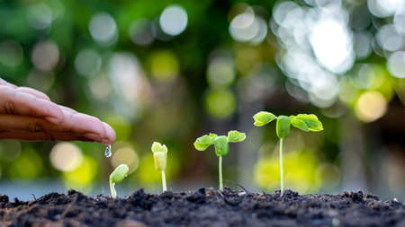 Trees that grow on fertile soil, the concept of investment for agriculture.の写真素材