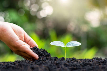 Farmers' hands are planting seedlings on the ground, including a blurred green nature backdrop, forestry concepts and environmental protection.の写真素材