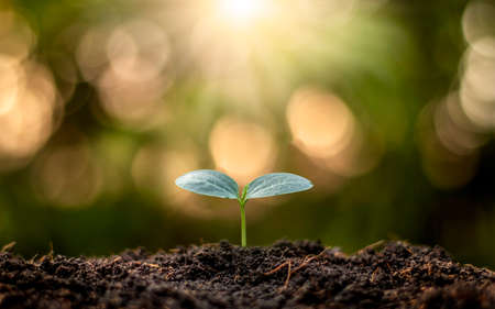 Small trees with green leaves, natural growth and sunlight, the concept of agriculture and...