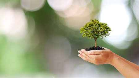 The hands of people holding trees growing on the ground, including green backgrounds, tree planting ideas and Earth Day.の写真素材