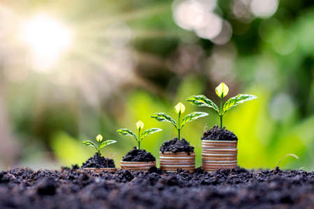 Plants or small trees are growing on piles of coins with increased appearances, including fertile soil and morning sun light.の写真素材
