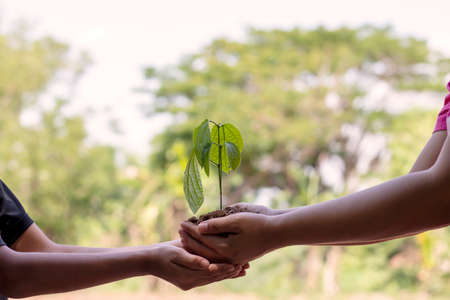 Close-up of an adult's hand that sends the sapling to the boy's hand to put on the ground, the idea of protecting the environment and planting trees to create green space for the world.の写真素材