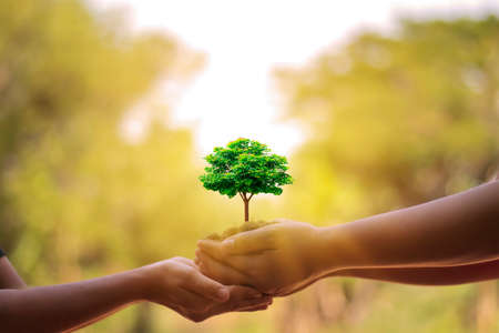 Close-up of an adult's hand that sends the sapling to the boy's hand to put on the ground, the idea of protecting the environment and planting trees to create green space for the world.の写真素材