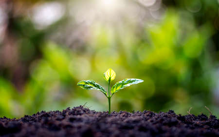 Small trees with green leaves, natural growth and sunlight, the concept of agriculture and sustainable plant growth.の写真素材