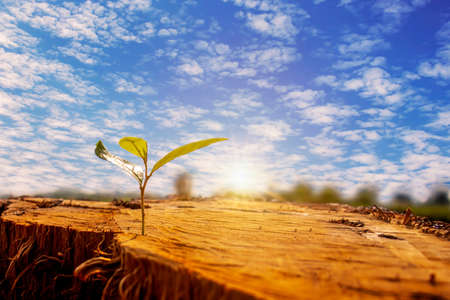 The saplings sprouting on the cut stump, including the rising sun, the concept of plant growth and the new beginning of the plant.の写真素材