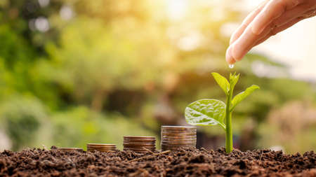 Planting trees by hand on a pile of money and a pile of money. Business financial and investment concepts.の写真素材