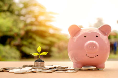 A sapling or a small tree that is planted on a pile of coins, including a piggy bank to save money, saving ideas and saving money.の写真素材