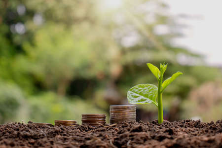 The growing tree beside coin and coin piles, financial concepts and business investments.の写真素材