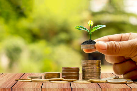 Planting small trees by hand on a coin stack includes natural wood flooring and sunlight. Financial...