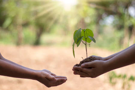 Close-up of an adult's hand that sends the sapling to the boy's hand to put on the ground, the idea of protecting the environment and planting trees to create green space for the world.の写真素材