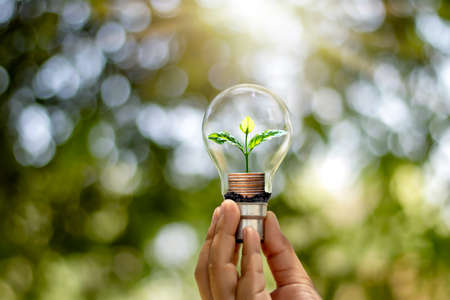 The hand of a young woman holding an energy-saving lamp, including a small tree growing in an energy-saving lamp and changing to renewable energy.の写真素材