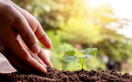 Close-up of both hands of farmers, pay attention to small plants by putting the soil in seedlings...