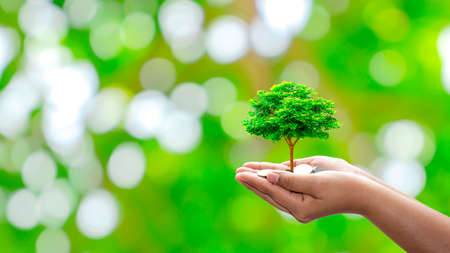 The tree is planted on a coin in the hands of humans with a natural green background, blurring the concept of plant growth and financial growth.の写真素材