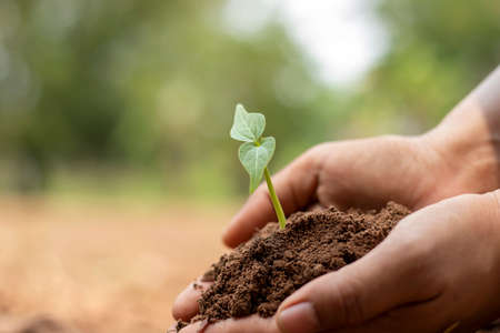 Close-up of a human hand holding a seedling including planting seedlings, Earth Day concept, global...