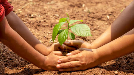 The hands of a little boy are helping adults grow small trees in the garden. The idea of planting...