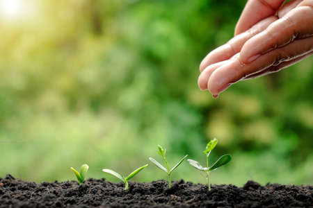 Growing crops on fertile soil and watering plants, including showing stages of plant growth, cropping concepts, and investments for farmers.の販売画像