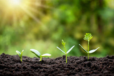 Small trees of different sizes on a green background, the concept of environmental stewardship and World Environment Day.の写真素材