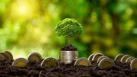 Trees that grow on coins and coins on the floor, financial and investment ideas and profits.