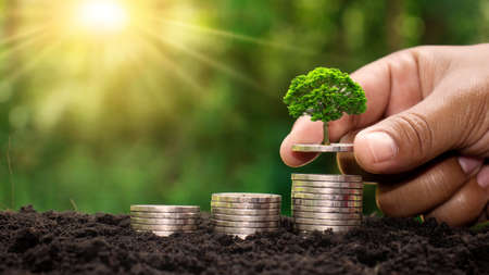 Small green trees that are growing in the hands of people on the gold coin pile, different from the bank financial concept.の写真素材