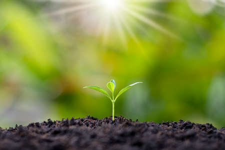 Small trees with green leaves, natural growth, and sunlight, the concept of agriculture, and sustainable plant growth.の写真素材