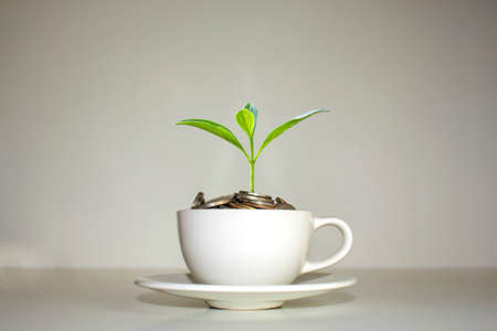 A tree growing on a pile of coins in a white coffee cup financial growth idea white coffee cup.の写真素材