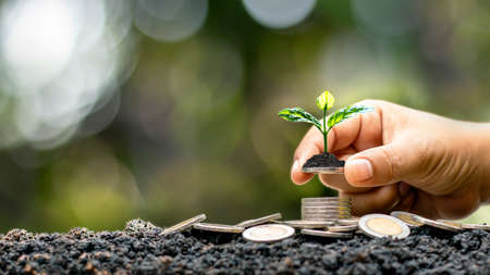 The human hand holds the coin, including the growing tree on the coin, the idea of financial growth...