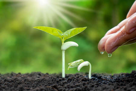 Growing crops on fertile soil and watering plants, including showing stages of plant growth, cropping concepts and investments for farmers.の販売画像