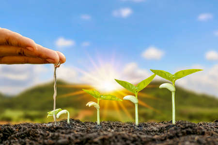 Planting plants on fertile soil and watering the plants including displaying the growth stages of plants. Farming ideas.の写真素材