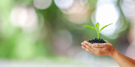 Earth Day concept, human hand holding growing trees on a blurred green forest background.の写真素材