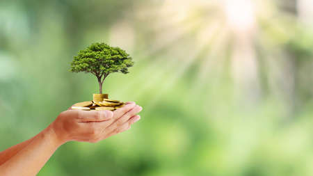Trees are planted on coins in human hands with blurred natural backgrounds, plant growth ideas and environmentally friendly investments.の写真素材