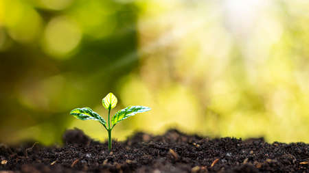 Small trees growing on the ground in the morning light on blurred nature background. Eco concept.
