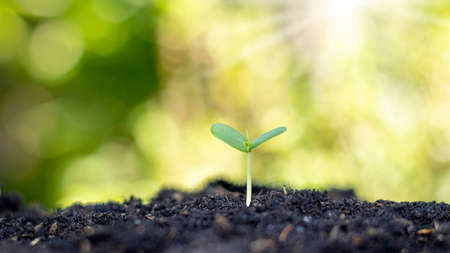 Small trees with green leaves, natural growth, and sunlight, the concept of agriculture, and...