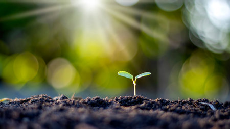 Small trees with green leaves, natural growth, and sunlight, the concept of agriculture, and sustainable plant growth.の写真素材