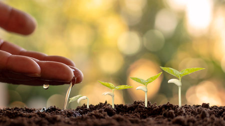 Growing crops on fertile soil and watering plants, including showing stages of plant growth, cropping concepts and investments for farmers.の写真素材