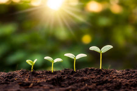 Small trees of different sizes grow on a green background.の写真素材