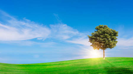 Green meadow with blue sky Summer meadow background concept on a nice day.の写真素材