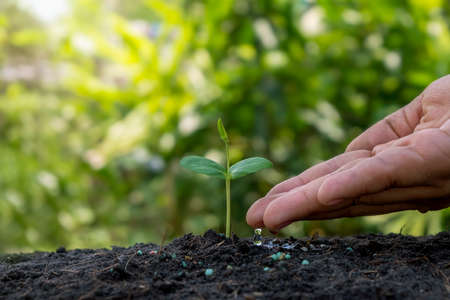 Hands are watering the sapling growing on fertile soil.の写真素材