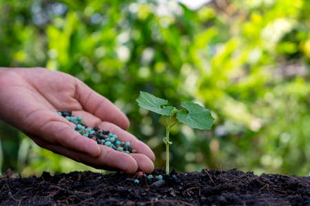 Farmers' hands are fertilizing the seedlings and watering the seedlings growing on fertile soil.