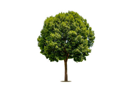 Tree isolated on white background used for advertisement design and architecture