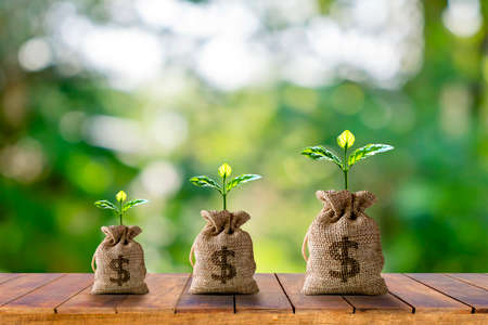 Plants that grow in a purse hanging on a wooden table and the morning sun with business investment ideas and financial growth.の写真素材