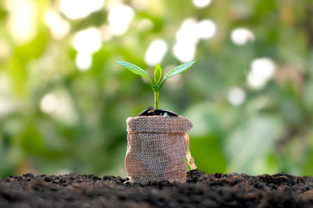 Tree growing from money saving bags and green nature backdrop blurred money growth concept.の写真素材