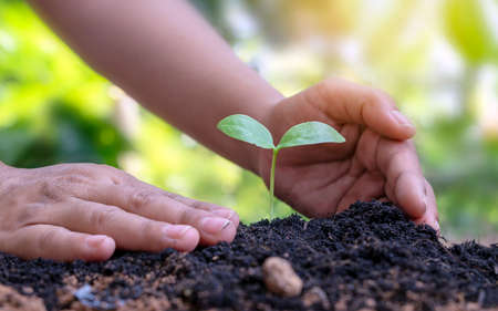 Trees growing in soil and human hands caring for trees Earth day concept and global warming campaignの写真素材