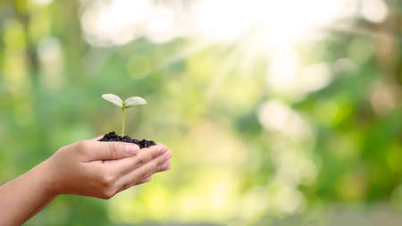 Trees are planted on the ground in human hands with natural green backgrounds, the concept of plant growth and environmental protection.の写真素材